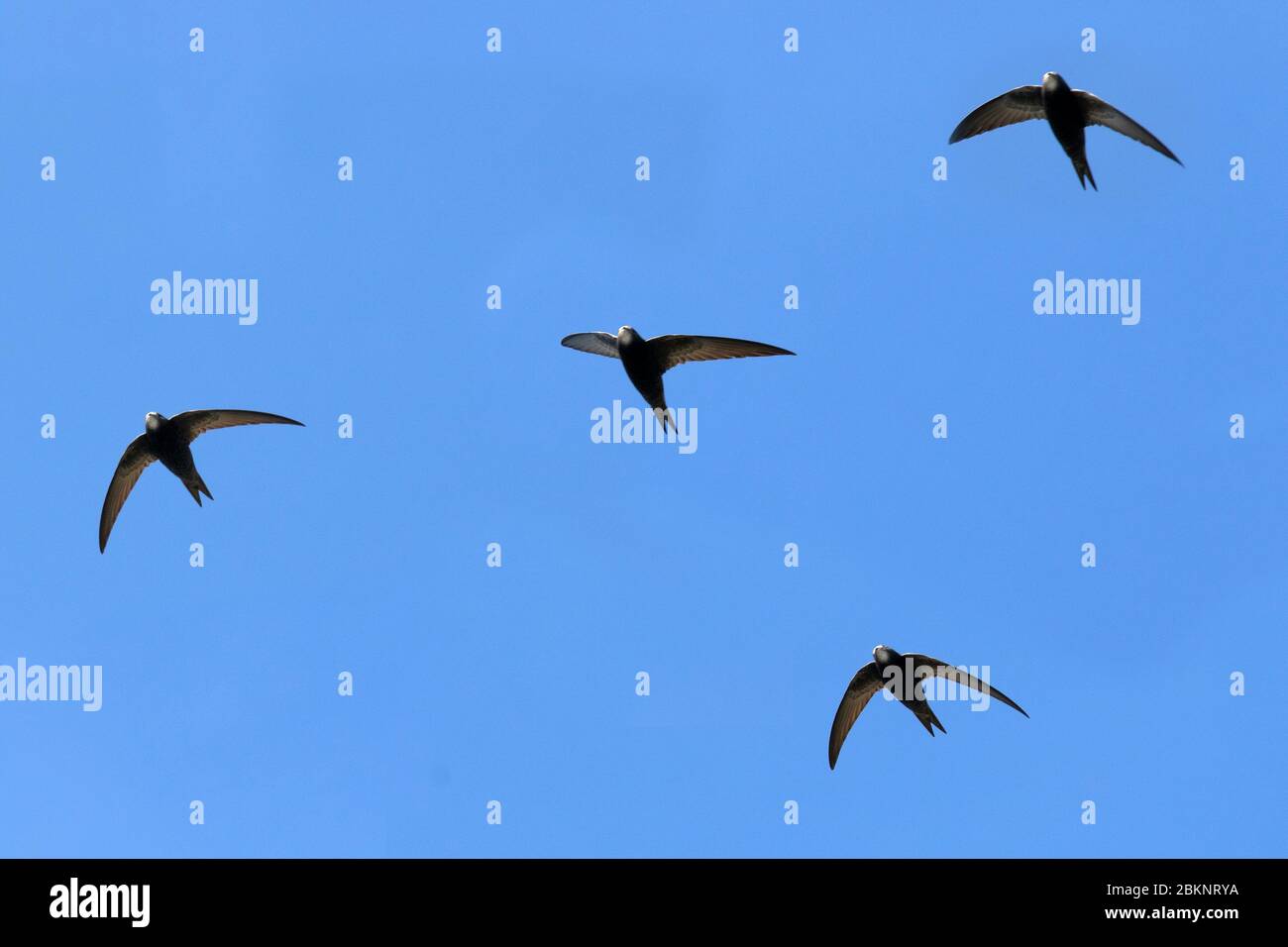 Swifts in flight in Southport, Merseyside.   UK Weather.  May, 2020.  Signs of Summer as Swifts return from Spain and Central Africa on southerly winds to breed in Southport provoking interest by local birdwatchers.  The UK's Swifts have one of the longest migration journeys in the World, 22,000 kilometres (14,000 miles) every year. They fly to and from Equatorial and Southern Africa, using largely unknown routes. Stock Photo