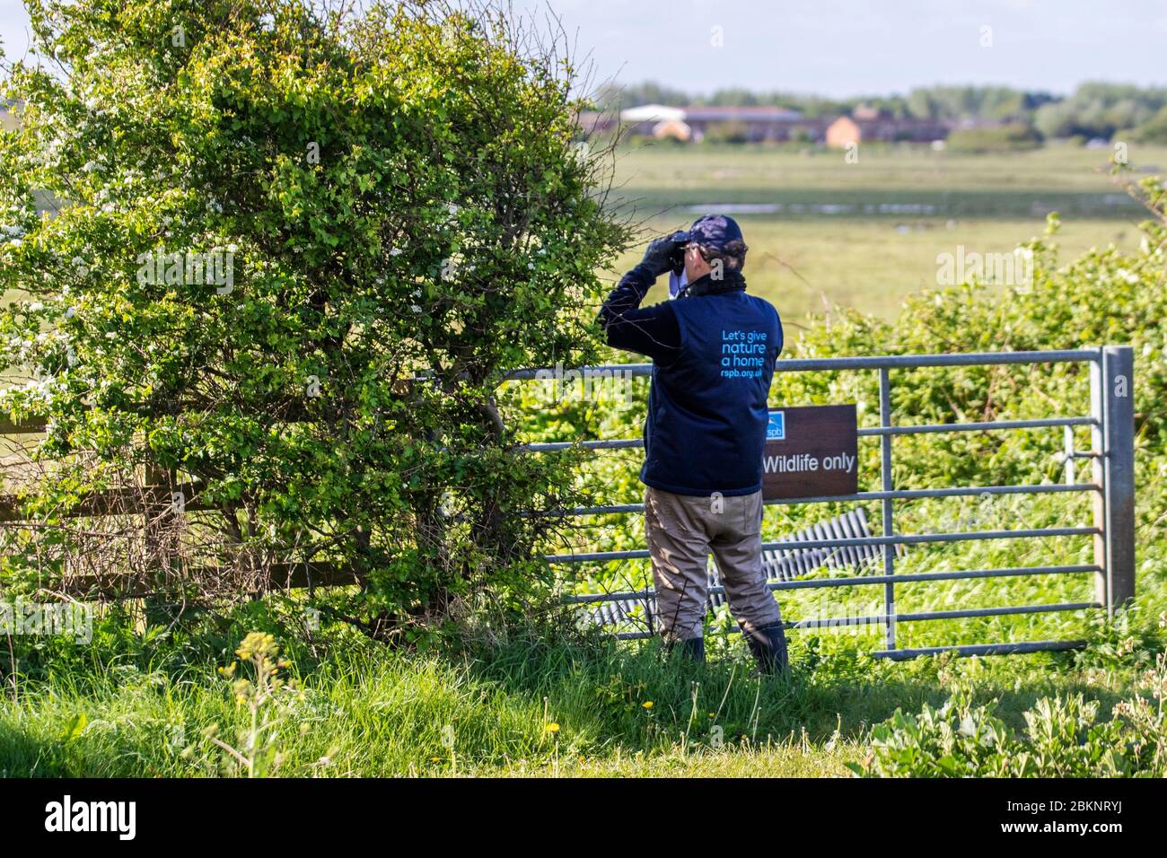 RSPB warden monitoring signs of Summer as Swifts return from Spain and Central Africa on southerly winds to breed in Southport provoking interest by local birdwatchers.  The UK's Swifts have one of the longest migration journeys in the World, 22,000 kilometers (14,000 miles) every year. They fly to and from Equatorial and Southern Africa, using largely unknown routes. Southport, Merseyside. UK Stock Photo