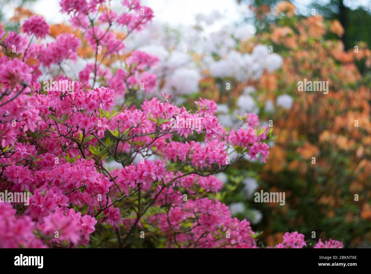 Pink Rhododendron Rhododendrons Dell Flower Floral Colour Colourful