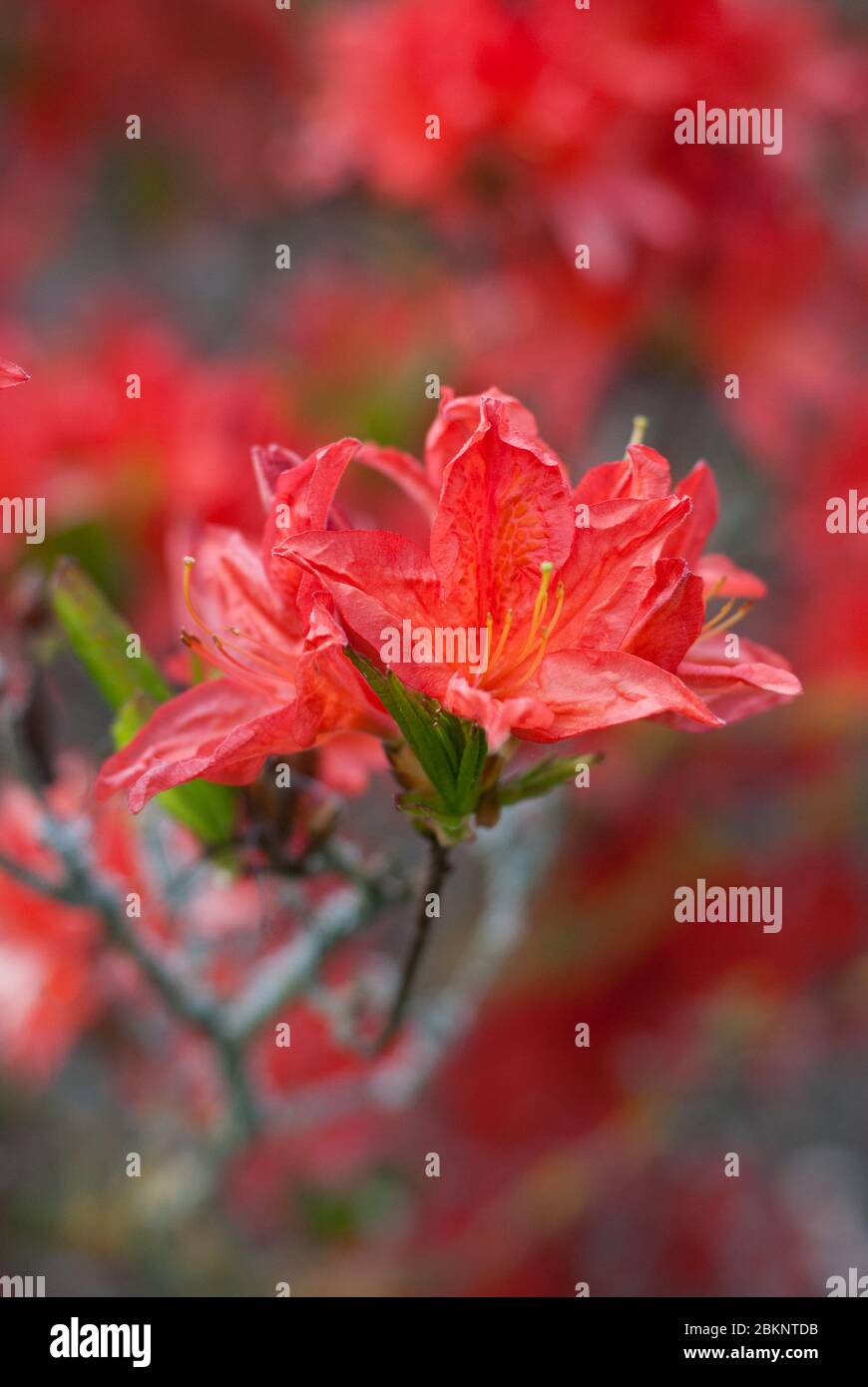 Red Rhododendron Rhododendrons Dell Flower Floral Colour Colourful Bloom Blooming at Royal Botanic Gardens Kew Gardens, Richmond, London Stock Photo