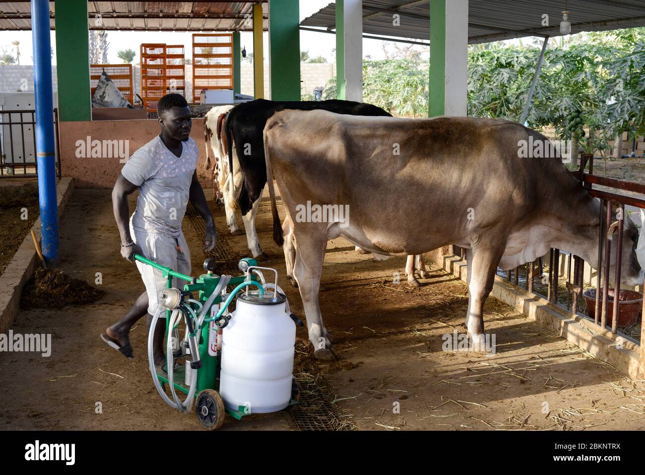 SENEGAL Thies village Koudiadiene small dairy farm with milking