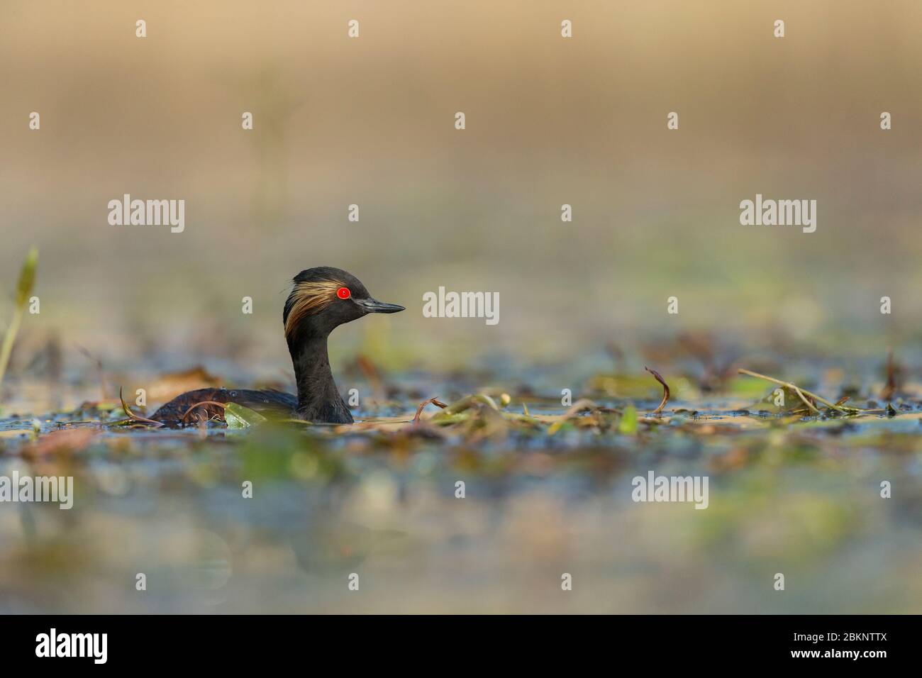 A Black-necked Grebe (Podiceps nigricollis) in full breeding plumage Stock Photo