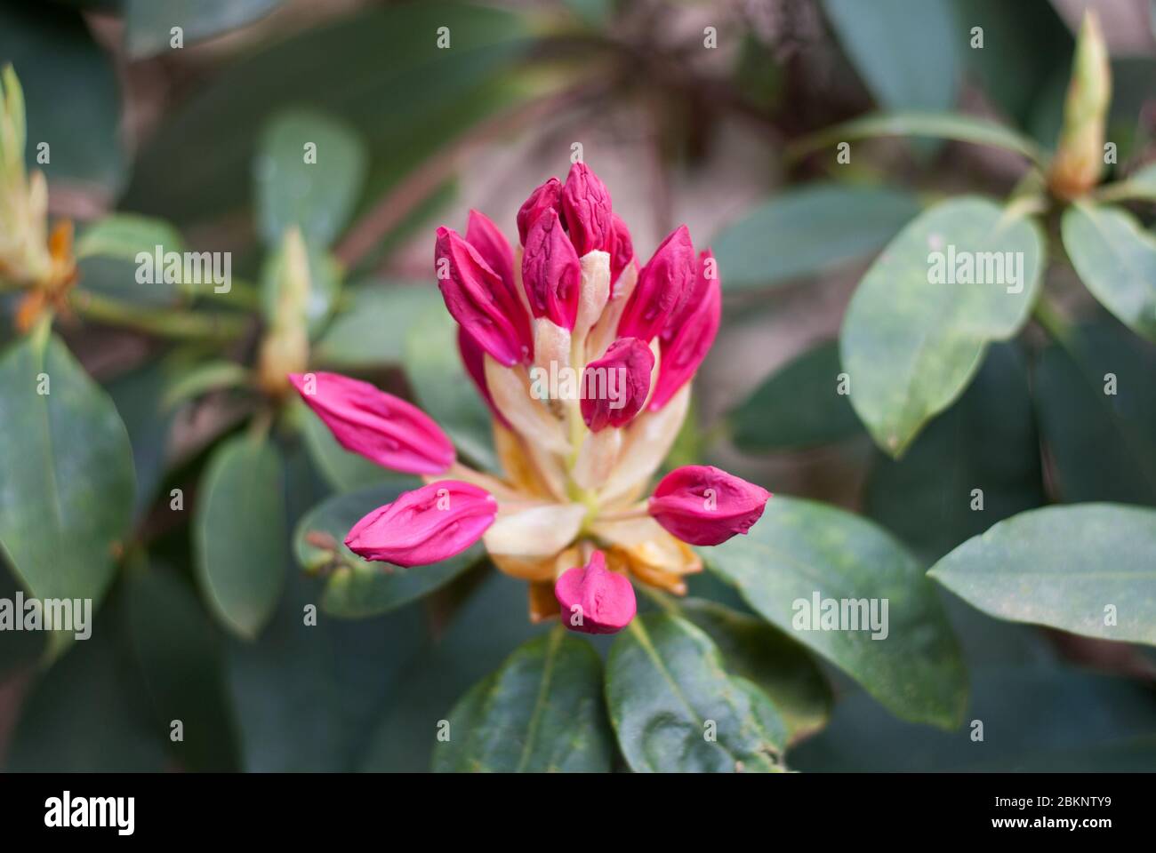 Pink Rhododendron Rhododendrons Dell Flower Floral Colour Colourful