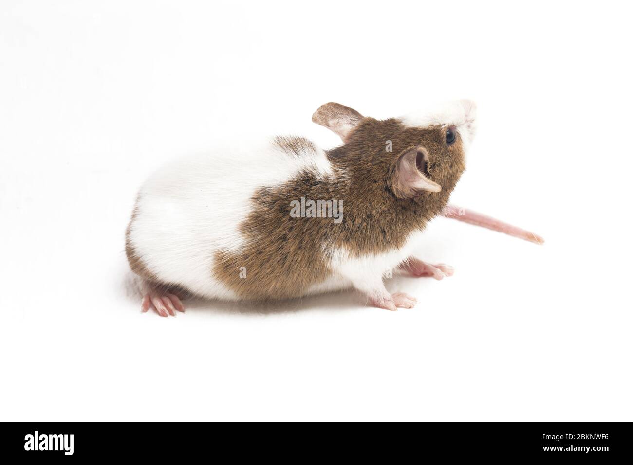 Gray Brown white mouse isolated on white background Stock Photo - Alamy