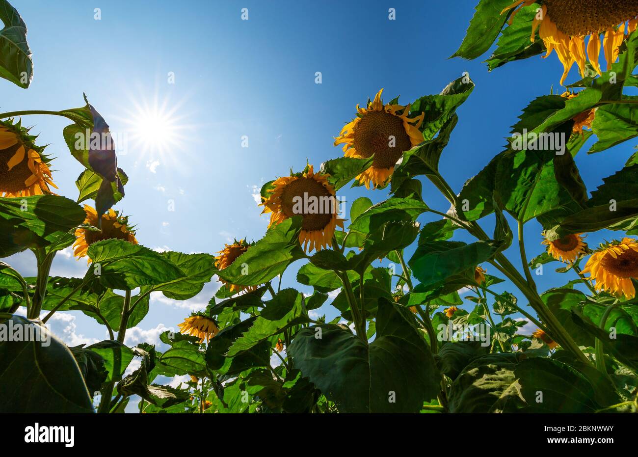 A sunny day in the sunflower field Stock Photo