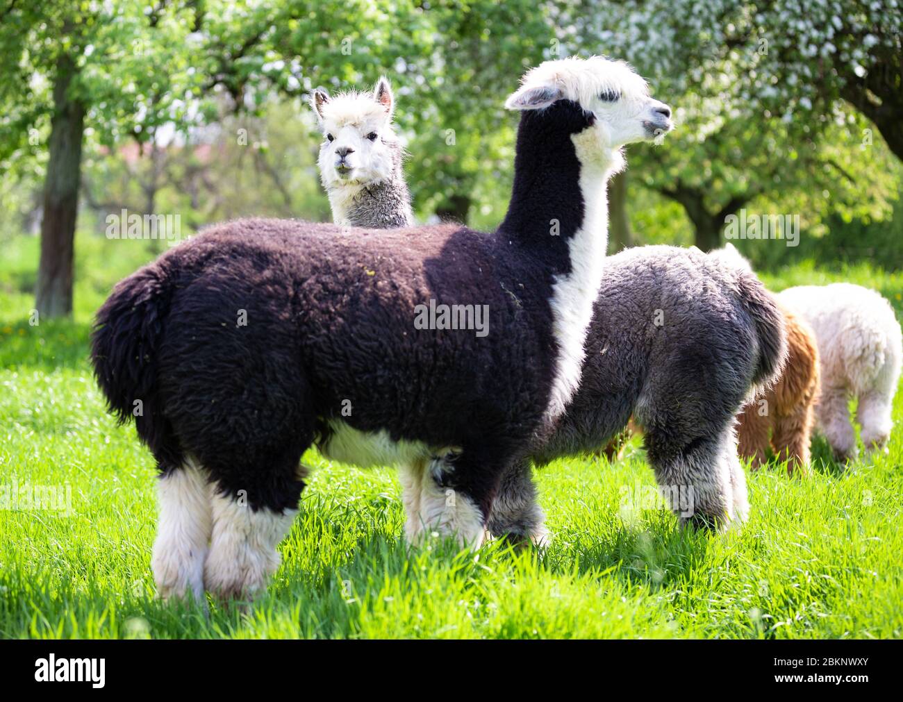 Alpaca herd on a sunny day, a South American mammal Stock Photo