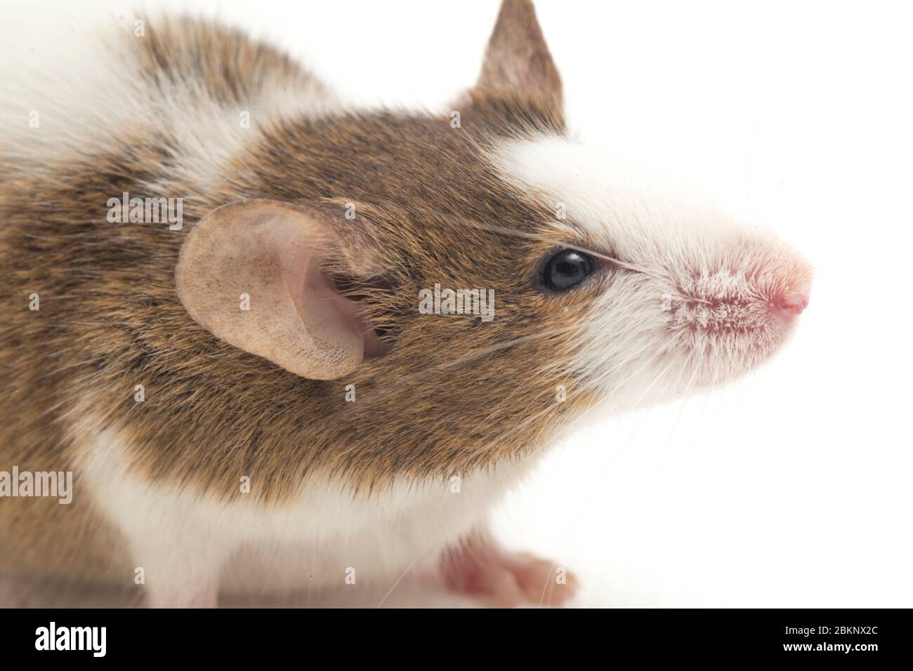 Gray Brown white mouse isolated on white background Stock Photo - Alamy