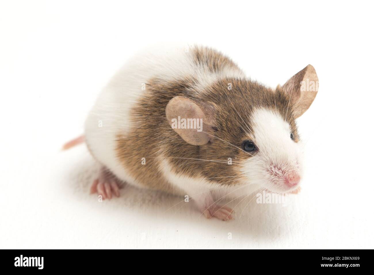 Gray Brown white mouse isolated on white background Stock Photo - Alamy