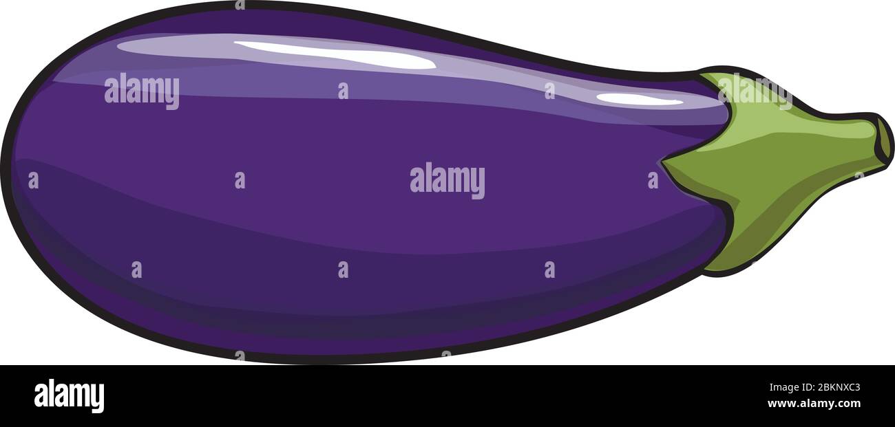 Vector. Aubergine. Eggplant on the white background Stock Vector