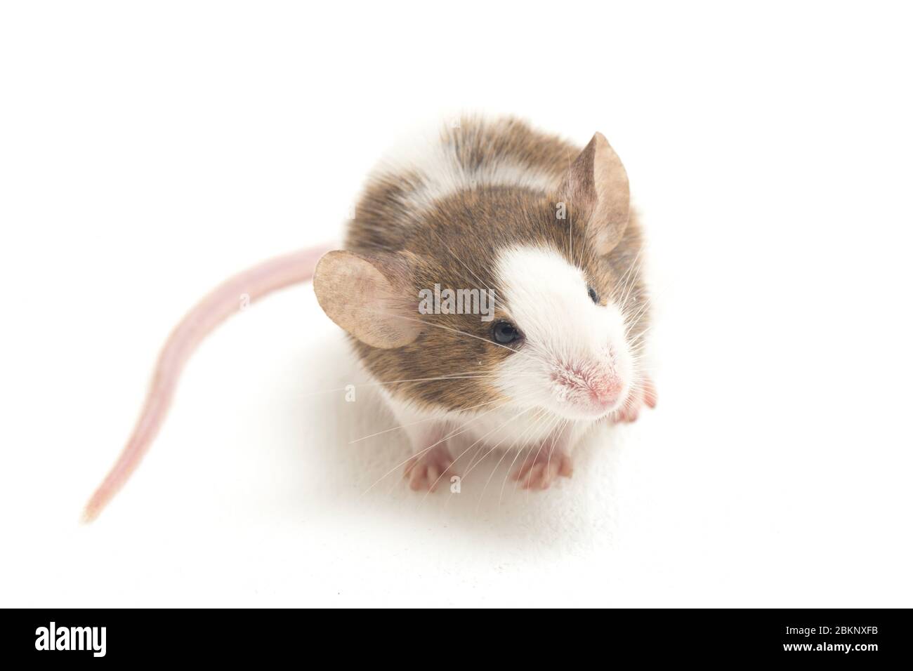 Gray Brown white mouse isolated on white background Stock Photo - Alamy