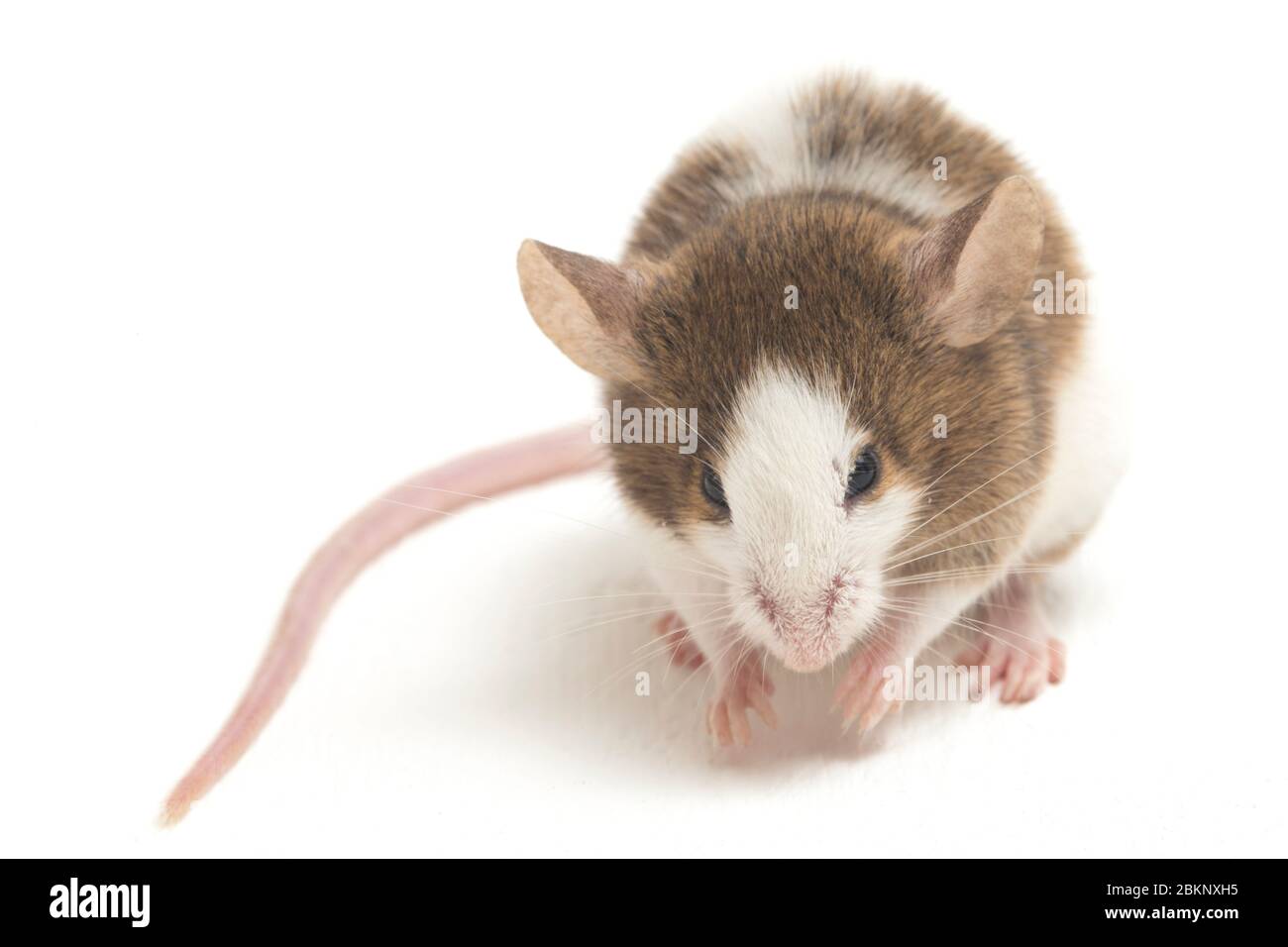 Gray Brown white mouse isolated on white background Stock Photo - Alamy
