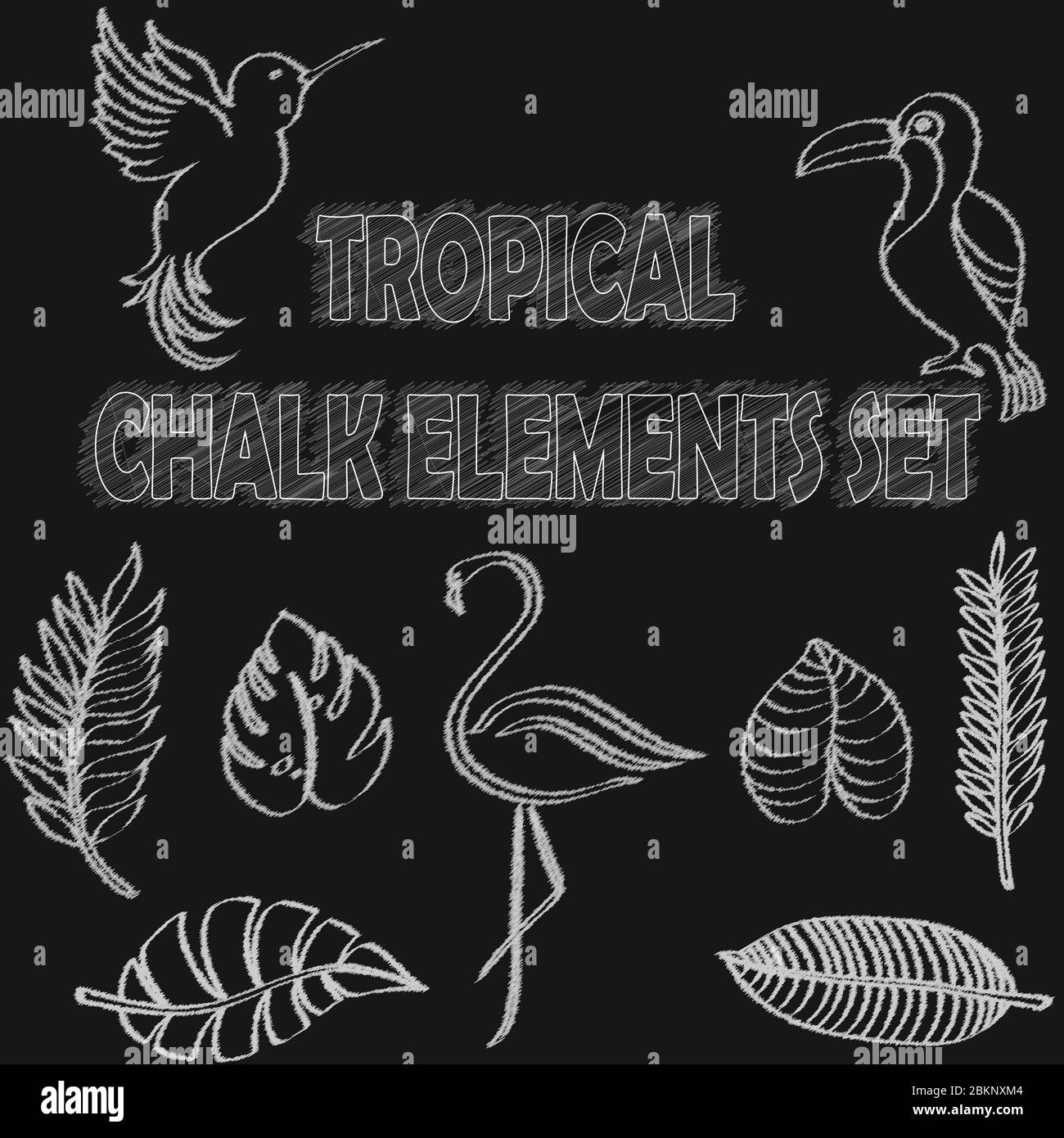 tropical chalk elements collection, exotic vector illustration set with ...