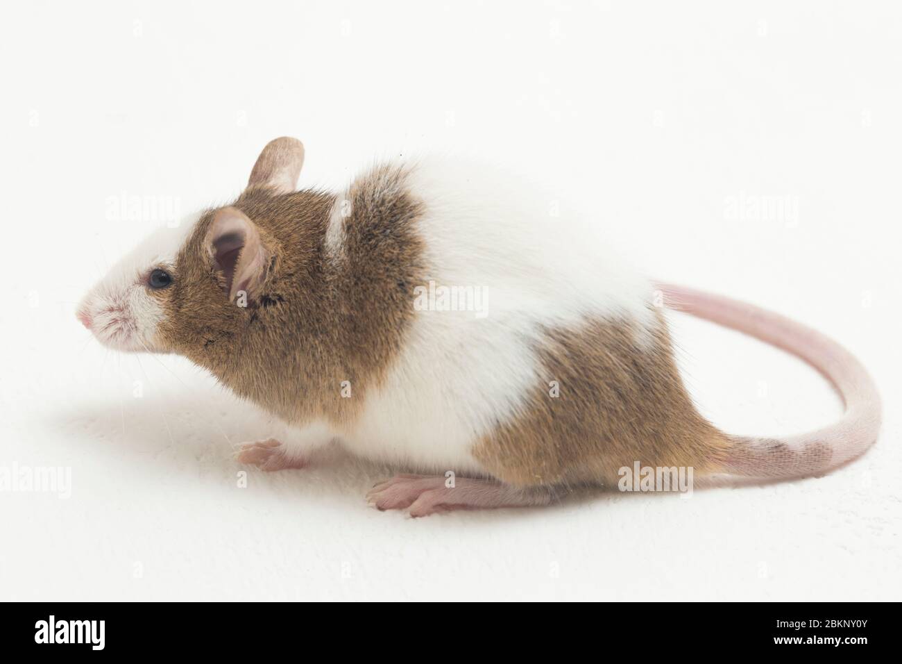 Gray Brown white mouse isolated on white background Stock Photo - Alamy