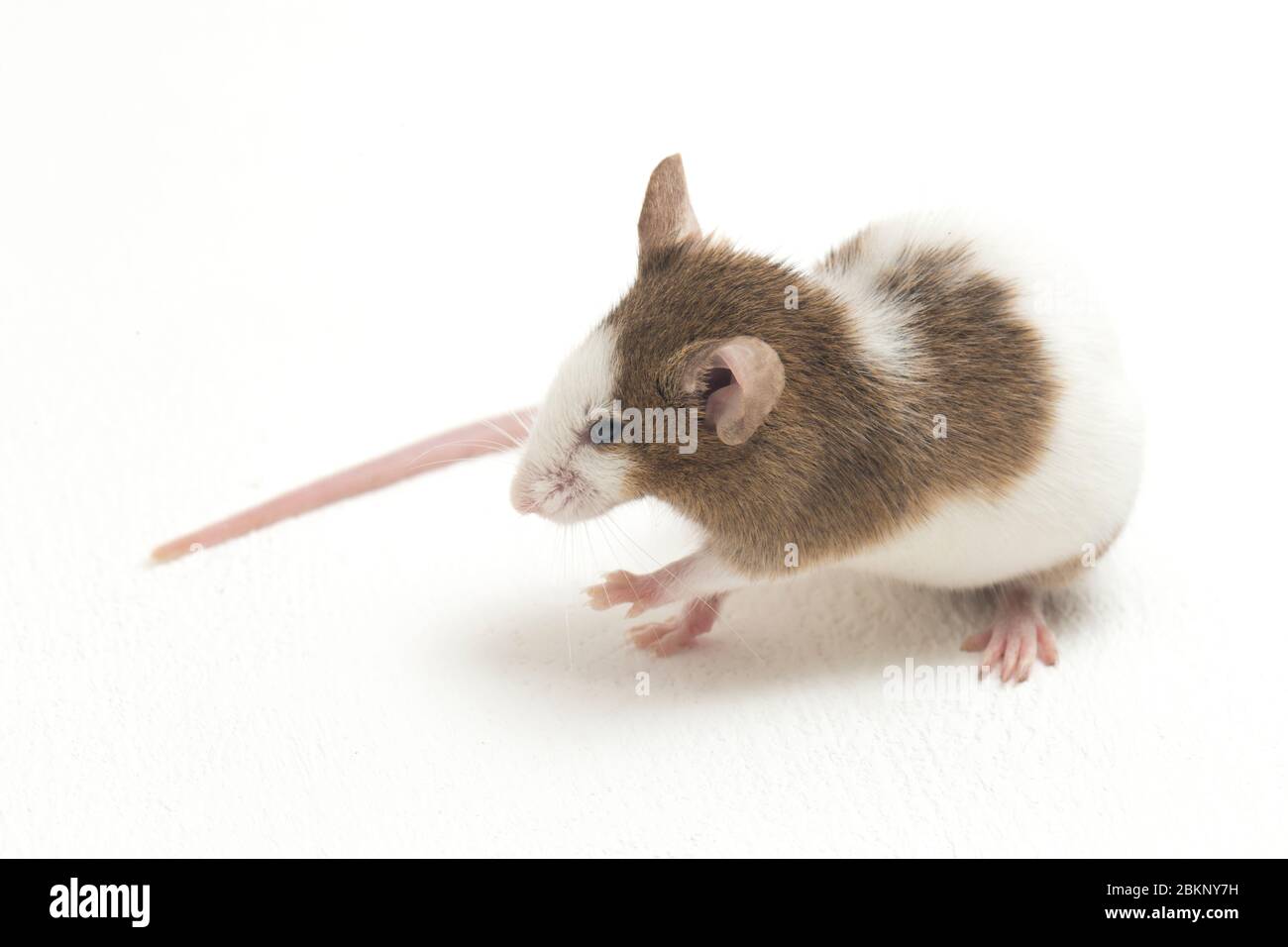 Gray Brown white mouse isolated on white background Stock Photo - Alamy