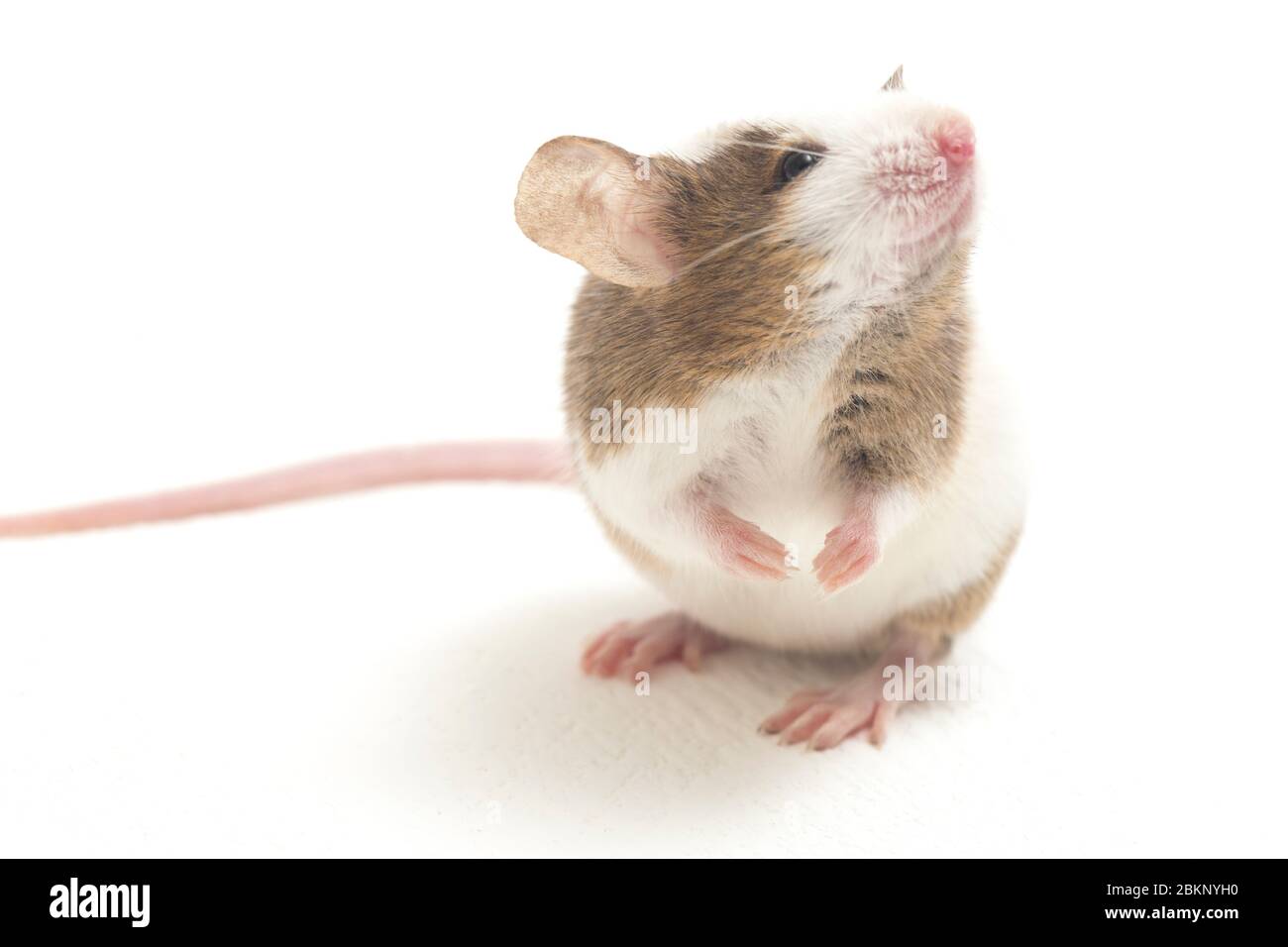 Gray Brown white mouse isolated on white background Stock Photo - Alamy