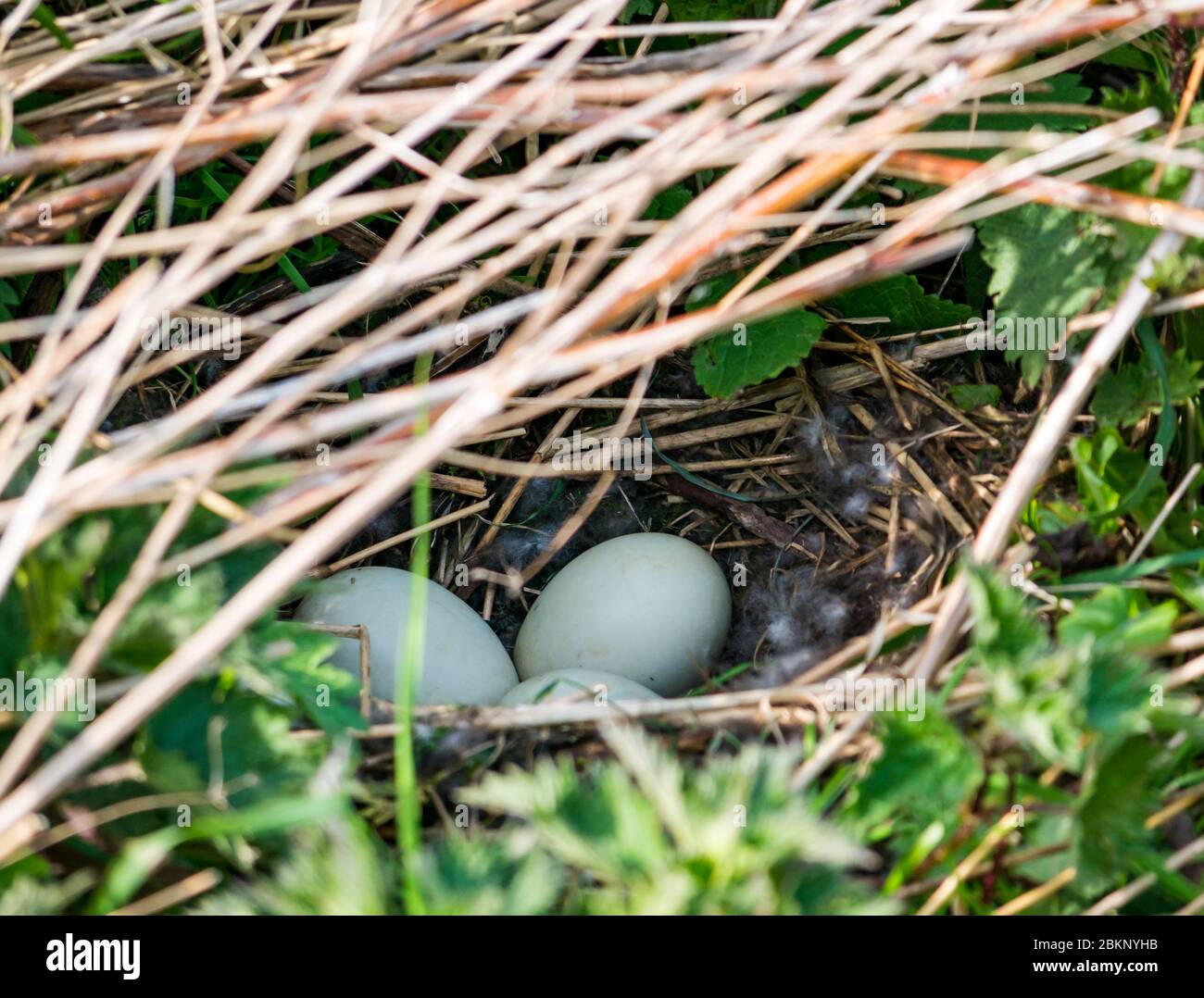 Mallard duck eggs in nest, Anas platyrhynchos, East Lothian, Scotland, UK Stock Photo