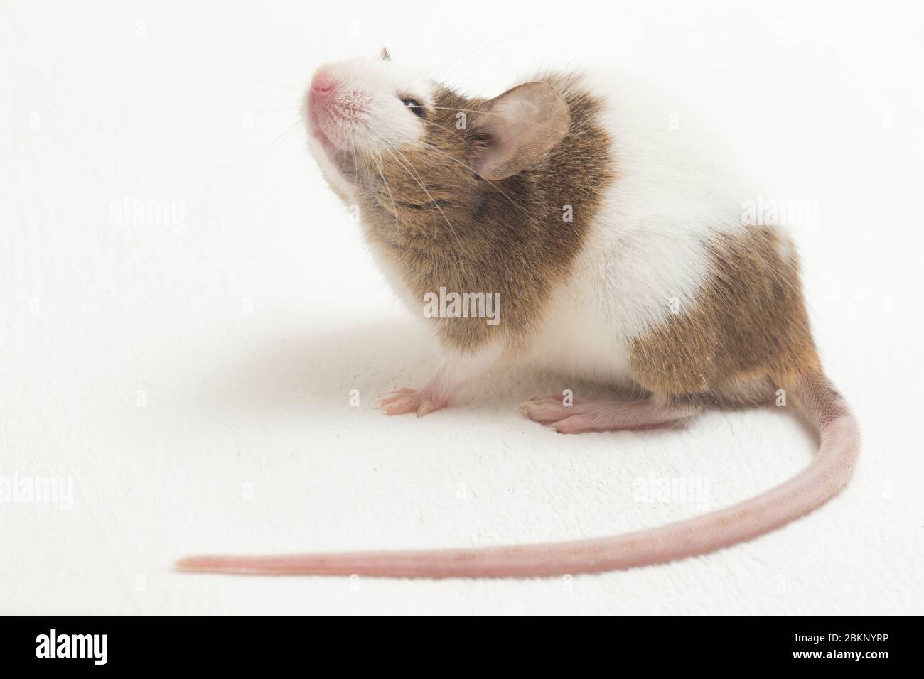 Gray Brown white mouse isolated on white background Stock Photo - Alamy