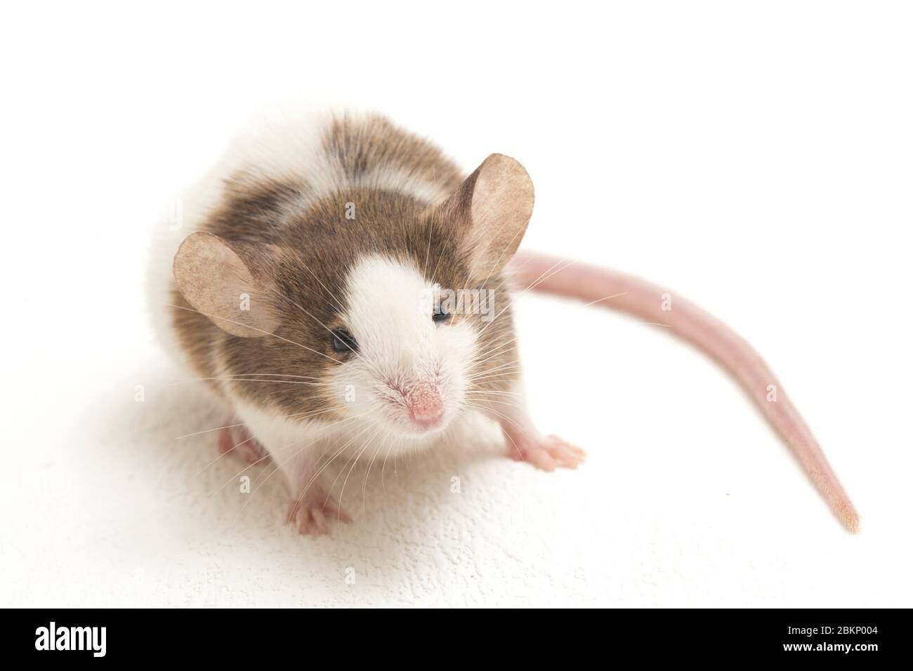Gray Brown white mouse isolated on white background Stock Photo - Alamy