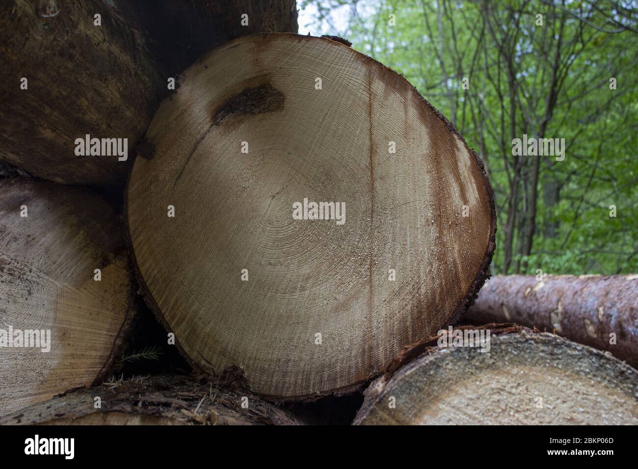 Detail of the annual rings of a cut tree. Tree logs stacked on top of each other in the forest. Stock Photo