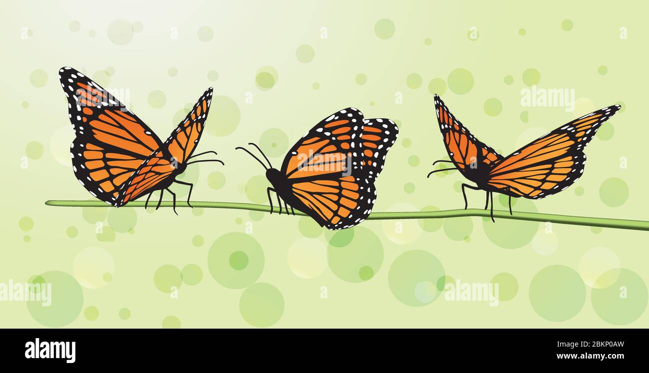 butterfly moth vector monarch orange insect flutter Stock Vector Image & Art Alamy
