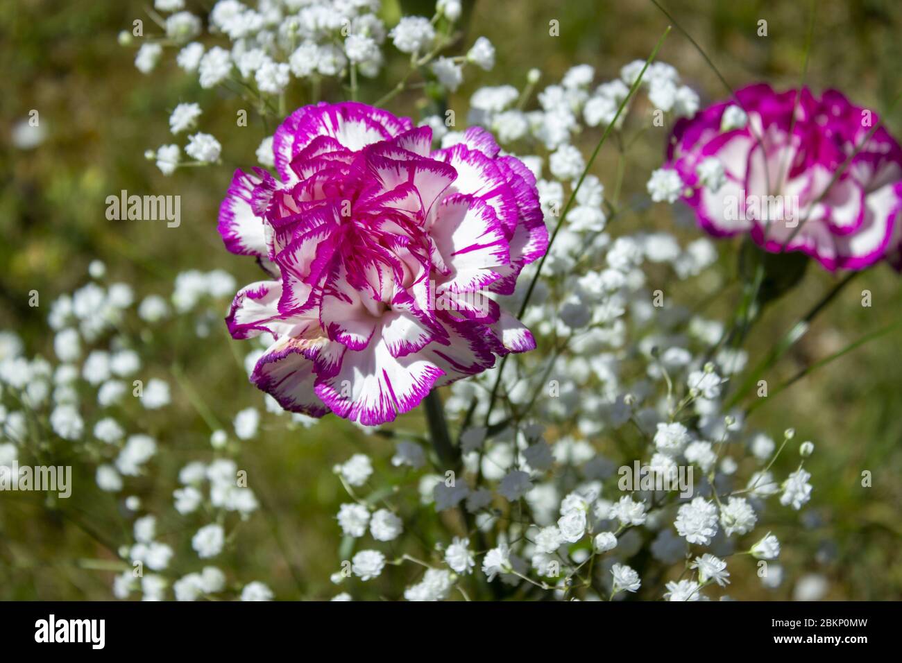 White with pink border carnations with gypsophila on green background Stock Photo