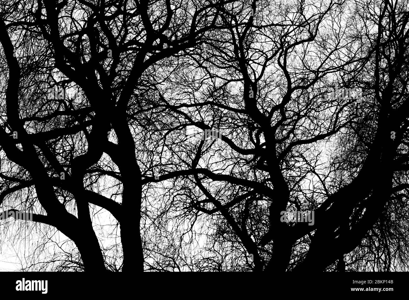 Maple leaf silhouette Black and White Stock Photos & Images - Alamy