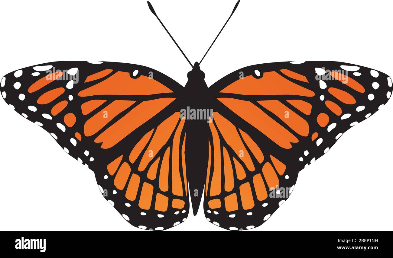 butterfly moth vector monarch orange insect flutter Stock Vector Image & Art Alamy