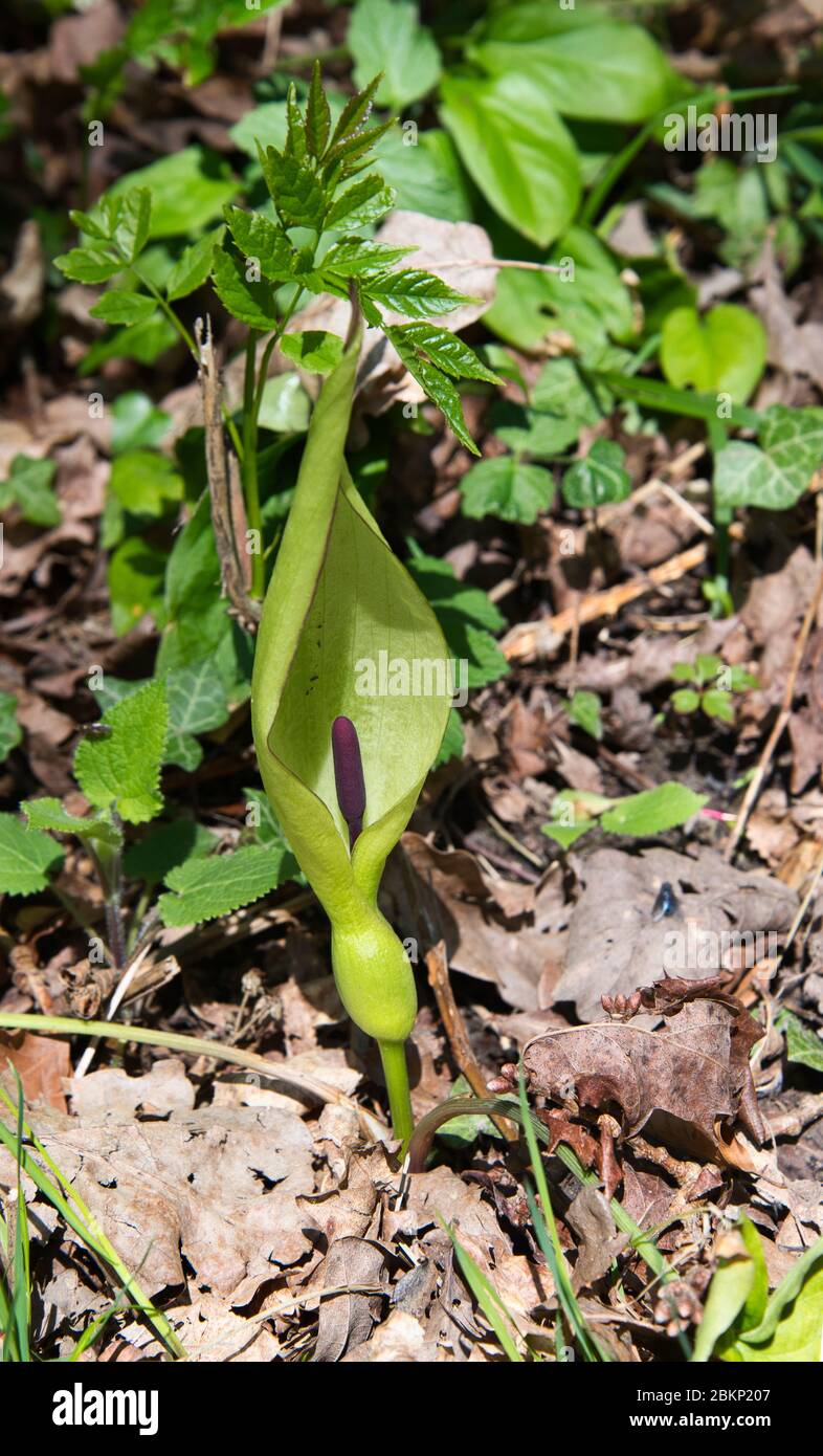 Lords and Ladies, also known as Cuckoo Pint or Wild Arum (Arum maculatum) growing in a hedgerow in spring Stock Photo