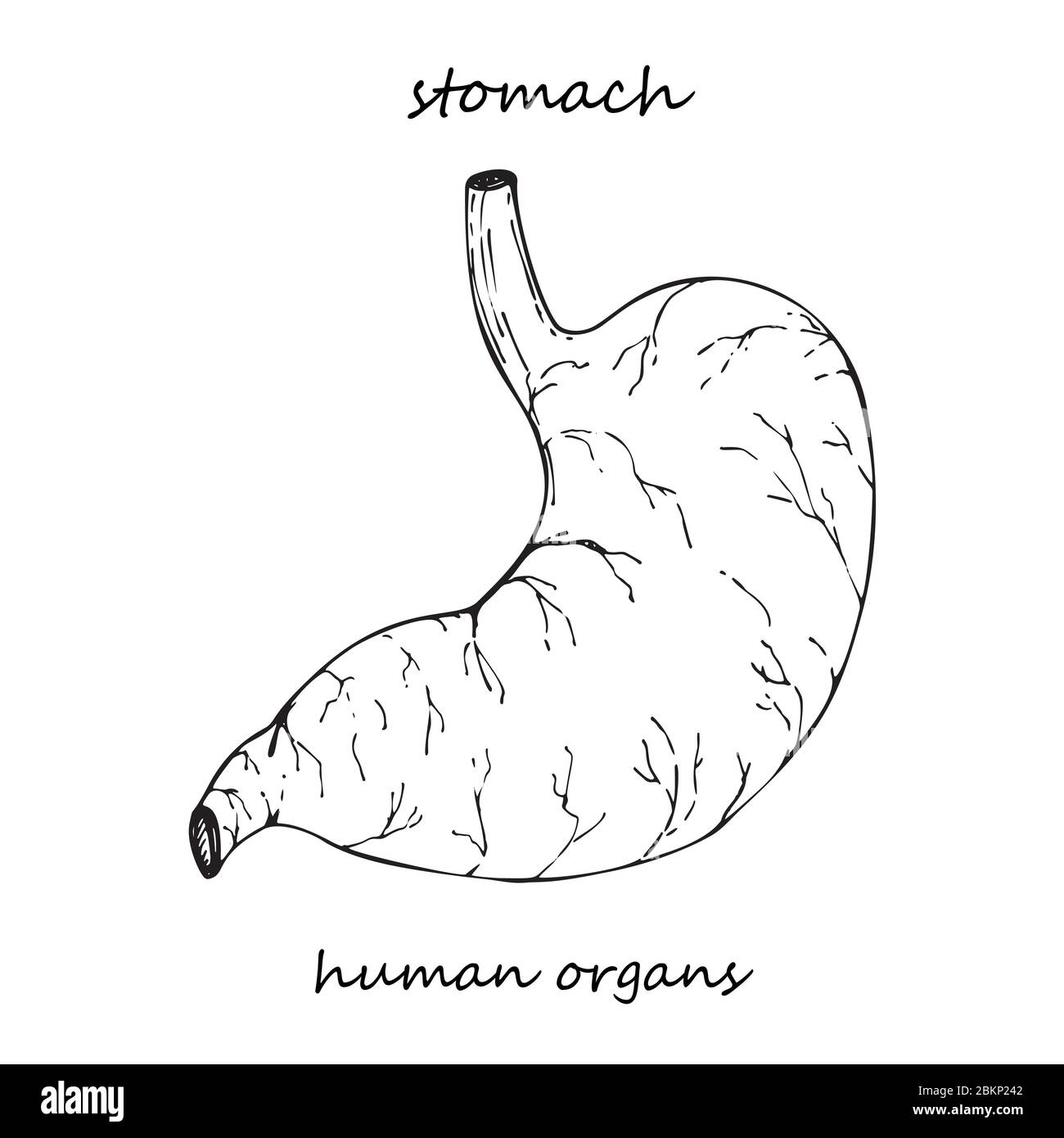 Stomach. Realistic hand-drawn icon of human internal organs. Line art. Sketch style. Design concept for your medical projects post viral Stock Vector