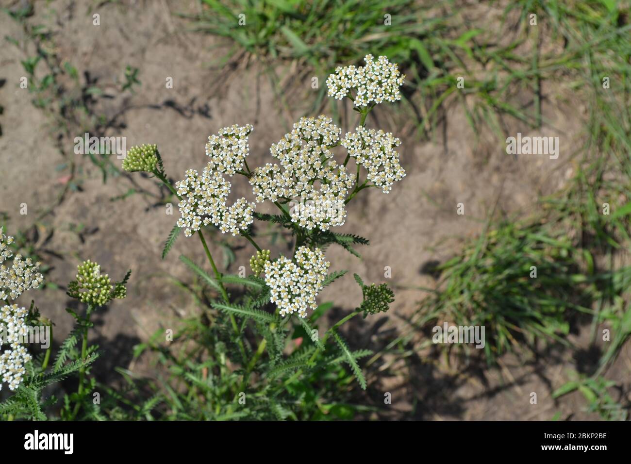 Achillea millefolium, a hairy herb with a rhizome, an Asteraceae family. White flowers surrounded. Horizontal photo Stock Photo