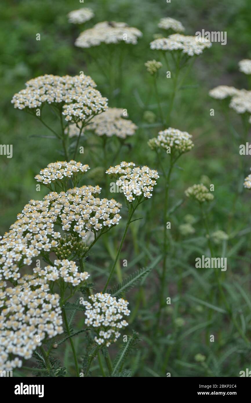 Achillea millefolium, a hairy herb with a rhizome, an Asteraceae family ...