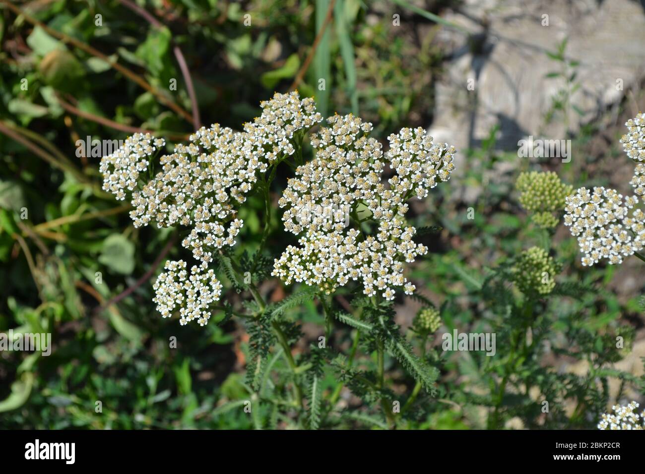 Achillea millefolium, a hairy herb with a rhizome, an Asteraceae family. White flower. Horizontal photo Stock Photo