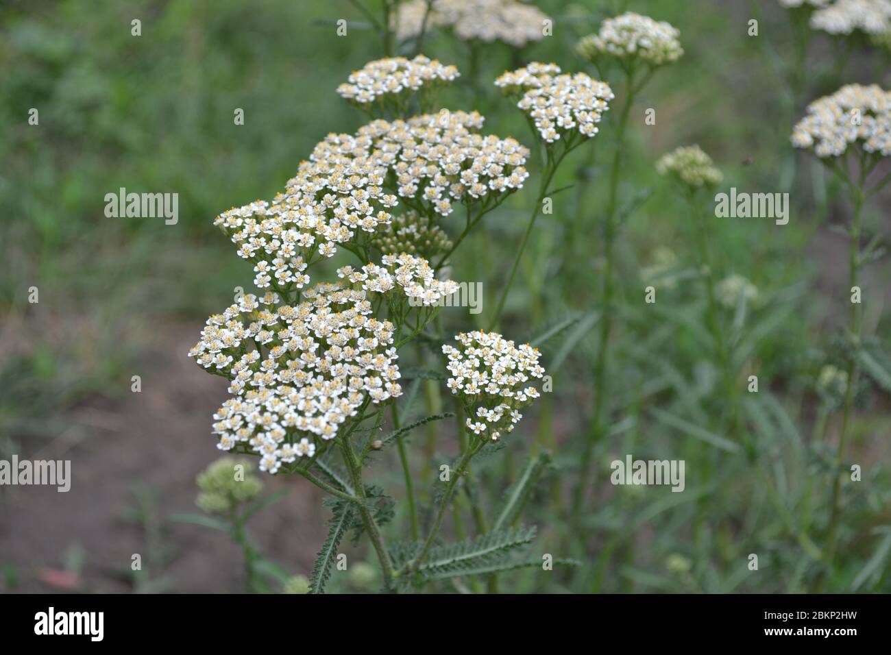 Achillea millefolium, a hairy herb with a rhizome, an Asteraceae family. White flowers surrounded by leaves. Horizontal photo Stock Photo