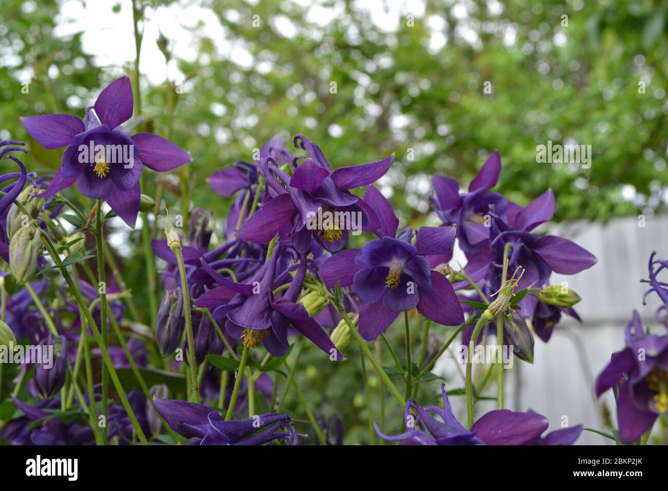 Nice spring day. Sunny day. Flower garden, home flower bed. Beautiful spring flowers. Green bushes, branches. Aquilégia, grassy perennial plants(Ranun Stock Photo