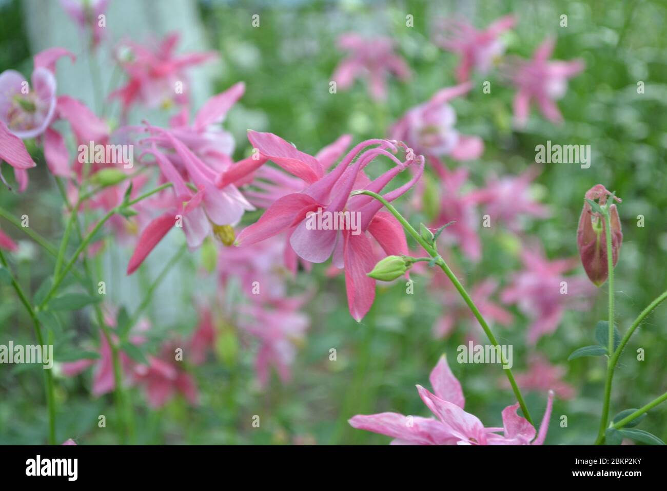 Cute garden plants. Flower garden, bed. Beautiful spring flowers. Sunny. Green bushes. Aquilégia, grassy perennial plants(Ranunculaceae). Pink inflore Stock Photo