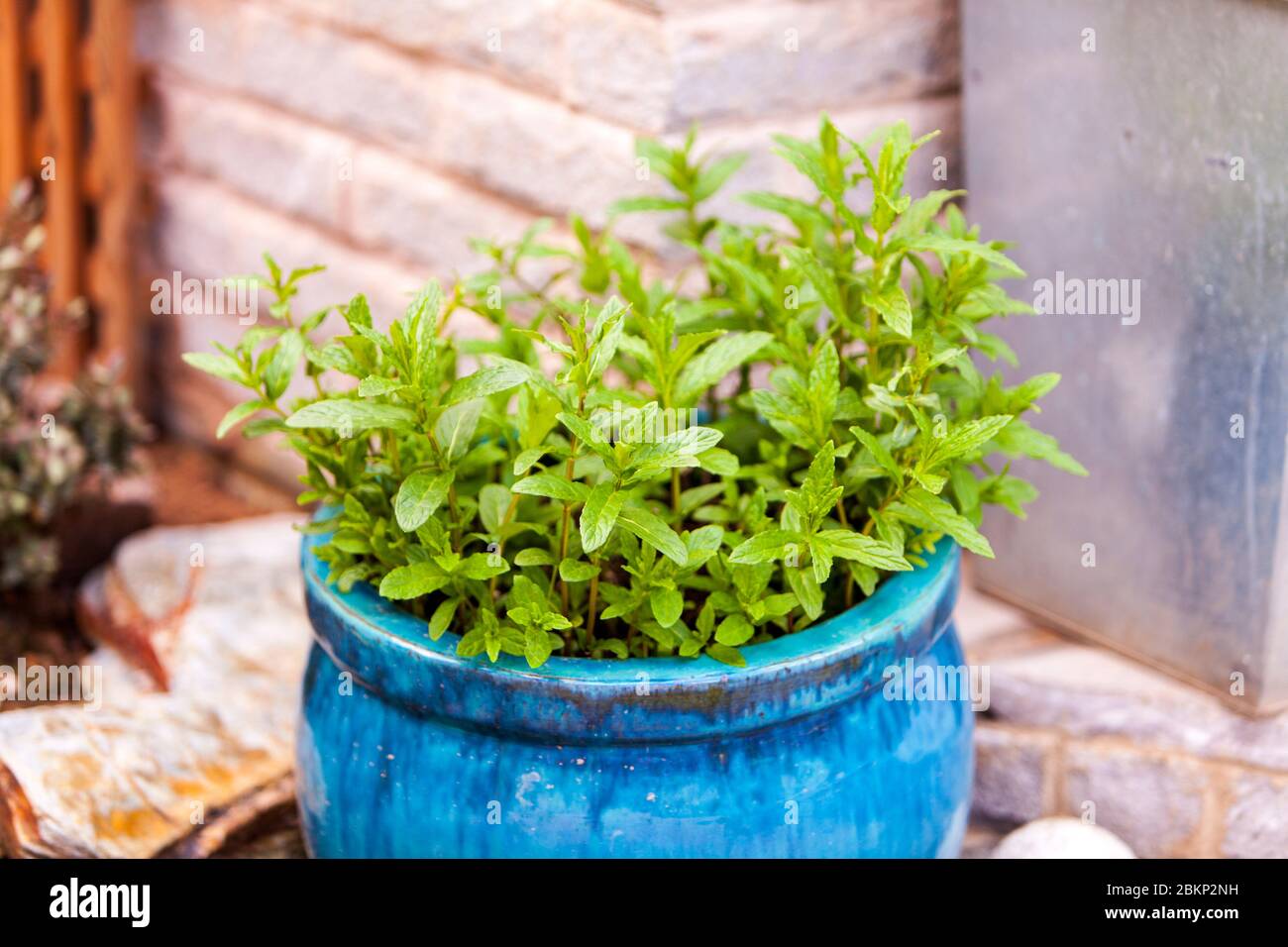 Spearmint, garden mint, common mint, lamb mint mackerel mint, species of mint, Mentha spicata, mint plant, plant, garden mint plant, garden mint pot Stock Photo