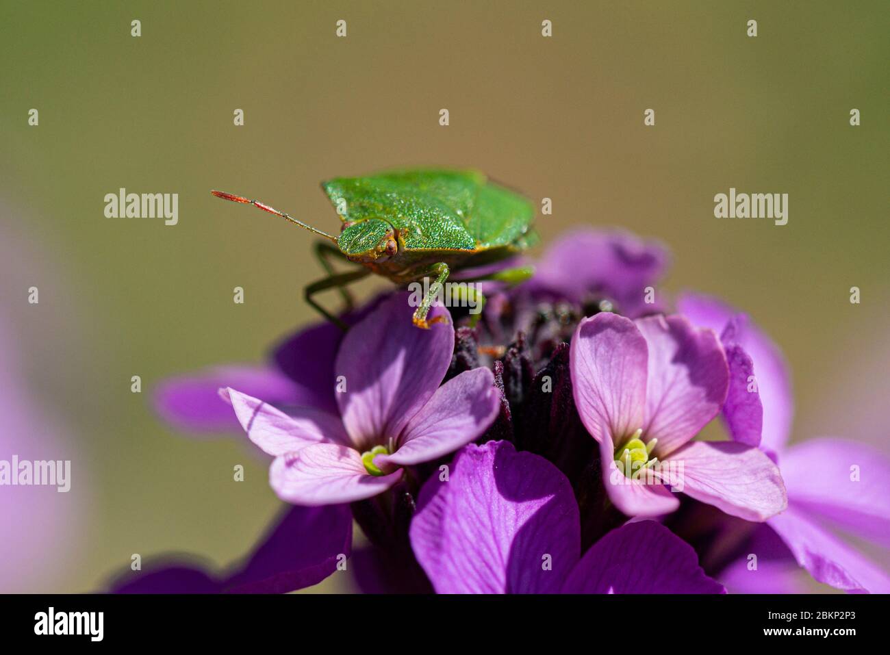 A green shield bug (Palomena prasina) Stock Photo