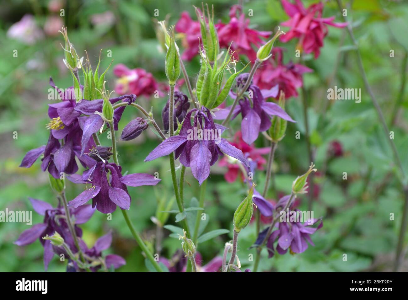Aquilégia, grassy perennial plants of the Snake family (Ranunculaceae). Beautiful spring flowers. Bell Blue, purple inflorescences. Cute garden plants Stock Photo