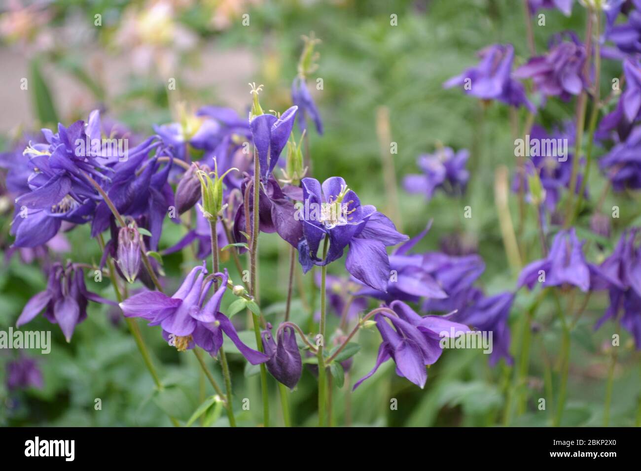 Aquilégia, grassy perennial plants of the Snake family (Ranunculaceae). Beautiful spring flowers. Blue, purple inflorescences. Horizontal photo Stock Photo