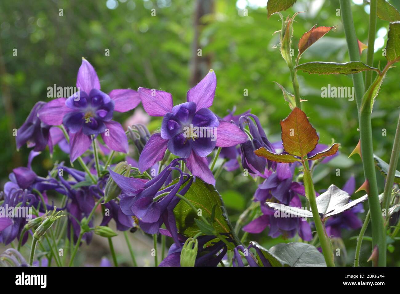 Beautiful flowers. Green. Aquilégia, grassy perennial(Ranunculaceae). Blue, purple. Horizontal. Garden Bell Stock Photo