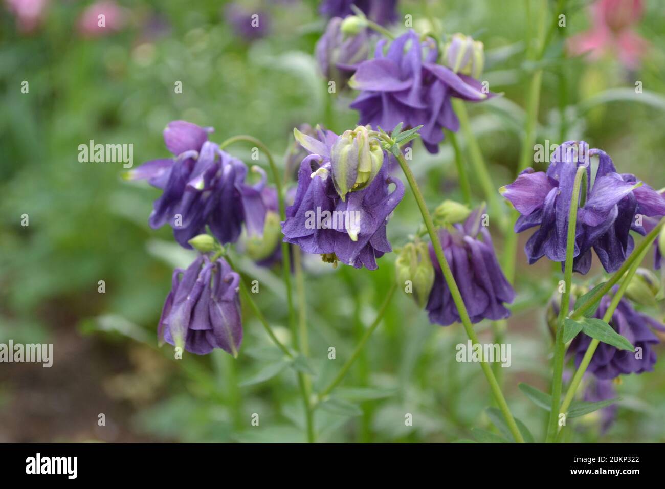 Flower garden, flower bed. Aquilégia, grassy perennial plants of the Snake family (Ranunculaceae). Blue, purple. Nice Stock Photo