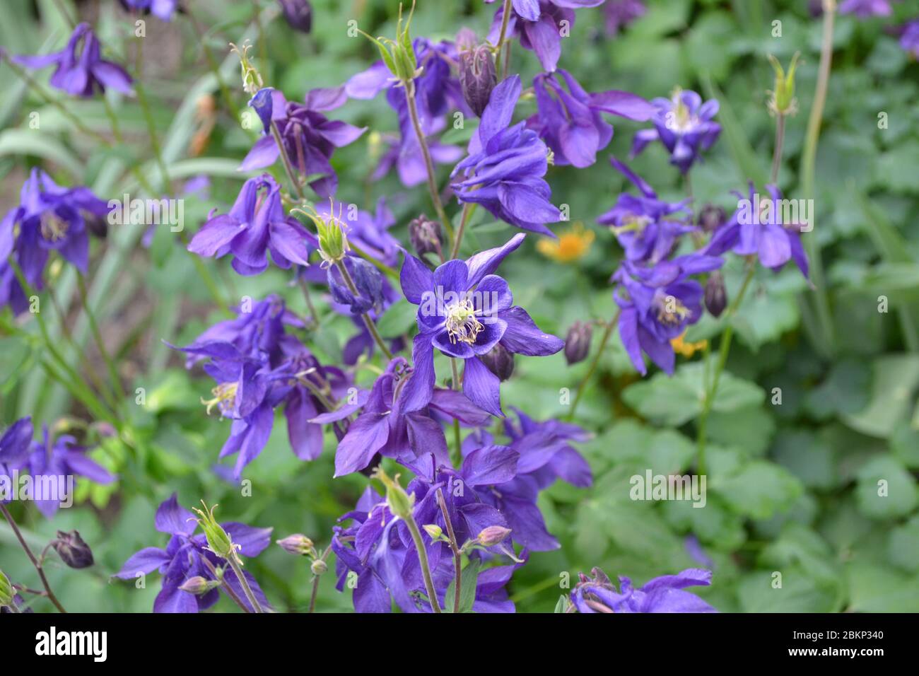 Garden Bell Aquilégia, grassy perennial plants (Ranunculaceae). Beautiful flowers. Blue, purple inflorescences. Plants. Horizontal photo Stock Photo