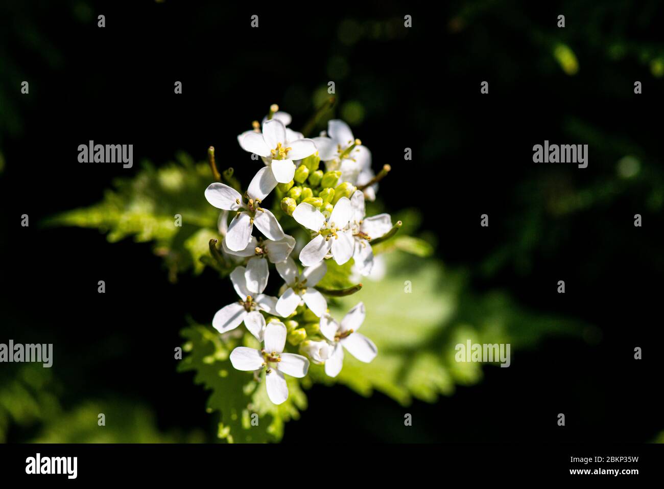 The flowers of a Jack-by-the-hedge (Alliaria petiolata) Stock Photo