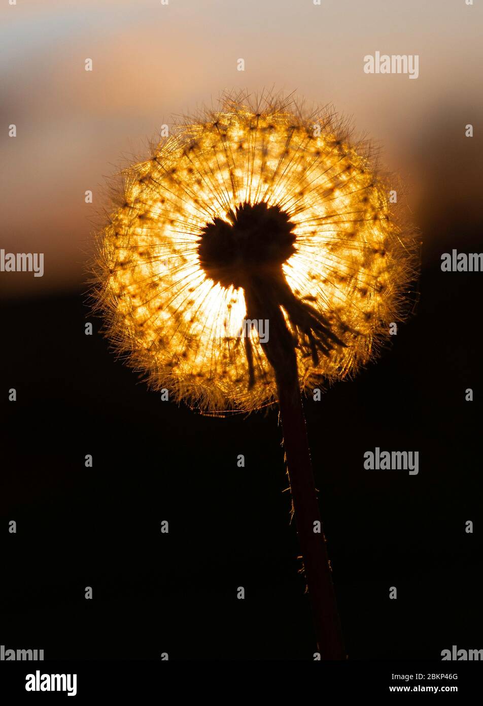 Blowing dandelion silhouette hi-res stock photography and images - Alamy