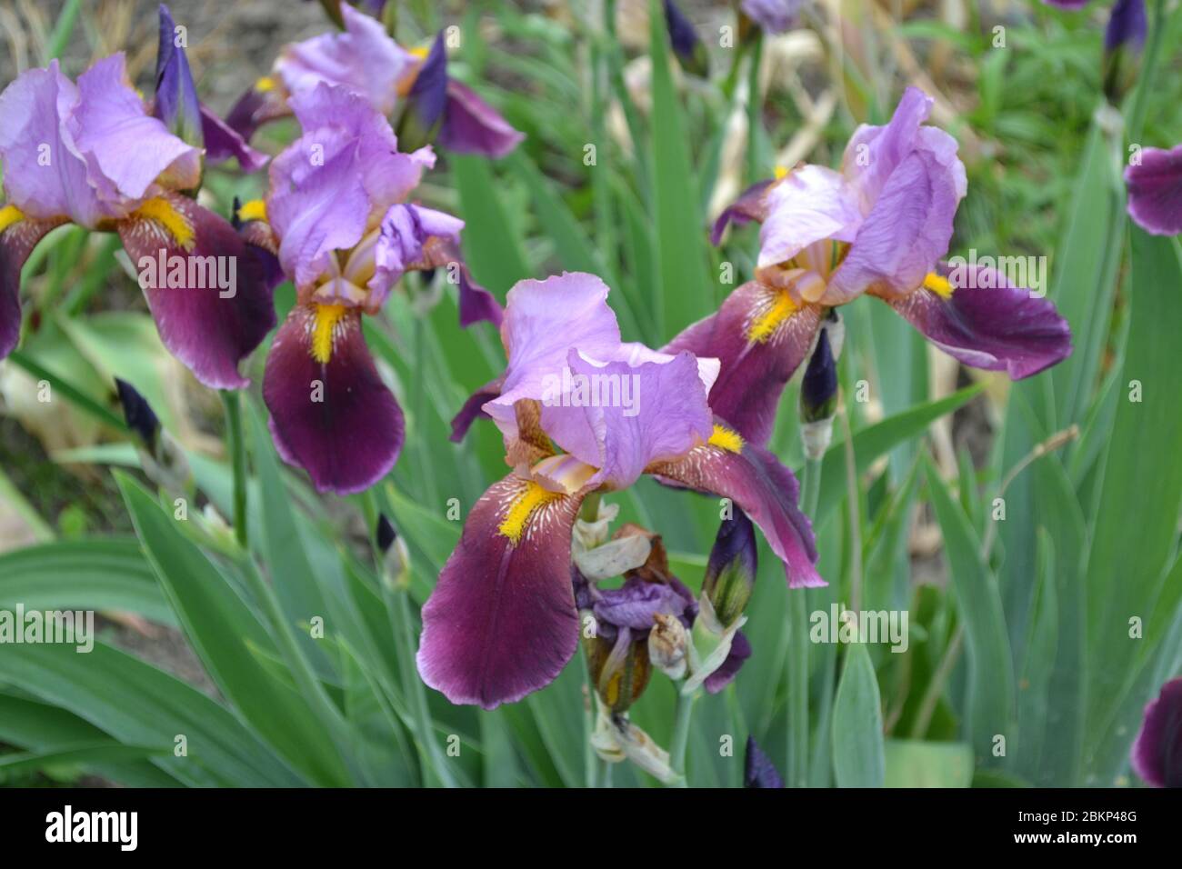 Home Garden Flower Bed Iris Perennial Rhizomatous Plant Of The Iris home-garden-flower-bed-iris-perennial-rhizomatous-plant-of-the-iris