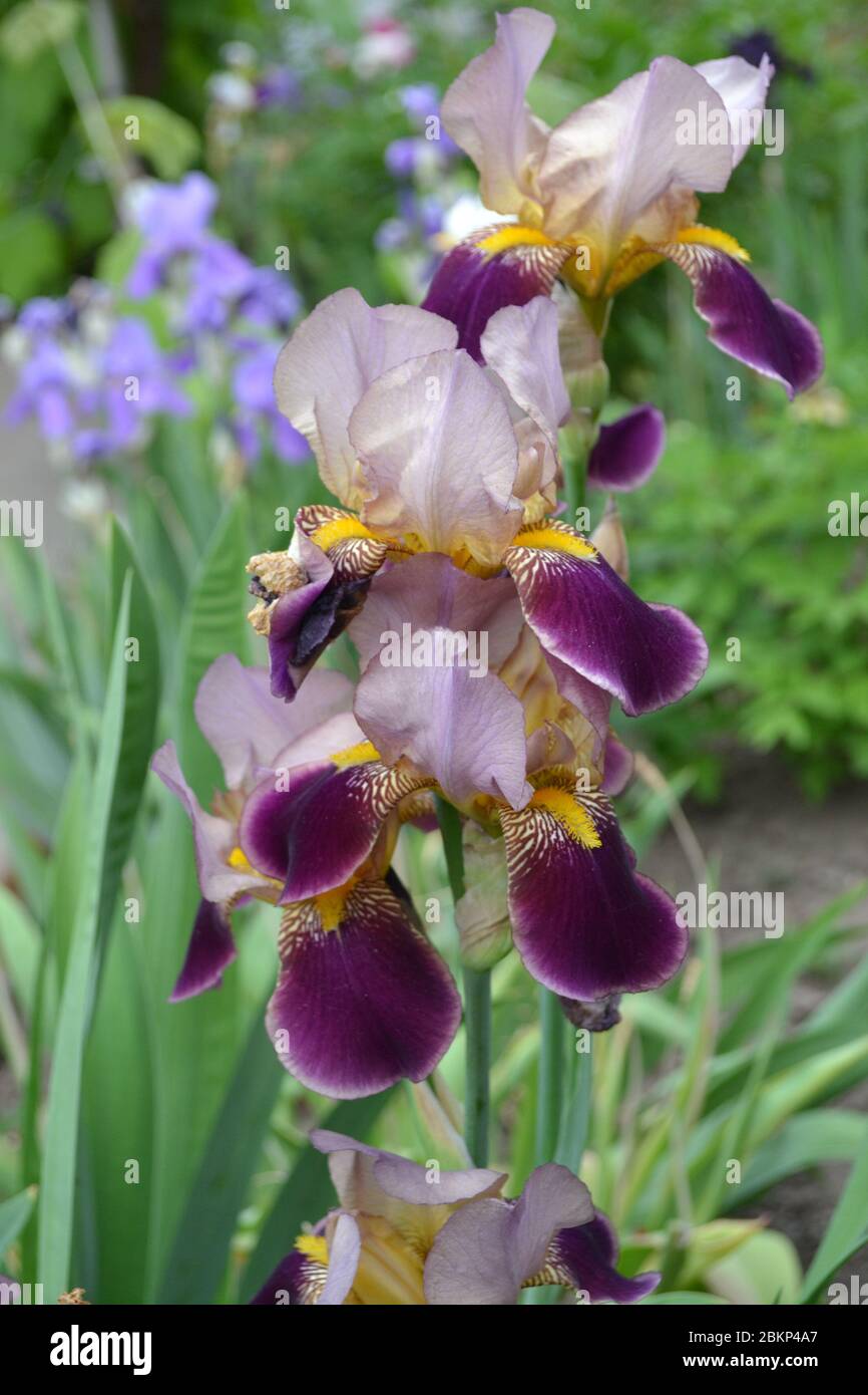 Iris Perennial Rhizomatous Plant Of The Iris Family Iridaceae iris-perennial-rhizomatous-plant-of-the-iris-family-iridaceae