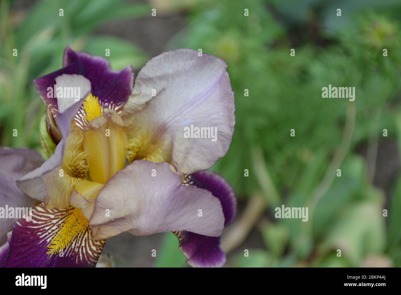 Iris Perennial Rhizomatous Plant Of The Iris Family Iridaceae iris-perennial-rhizomatous-plant-of-the-iris-family-iridaceae