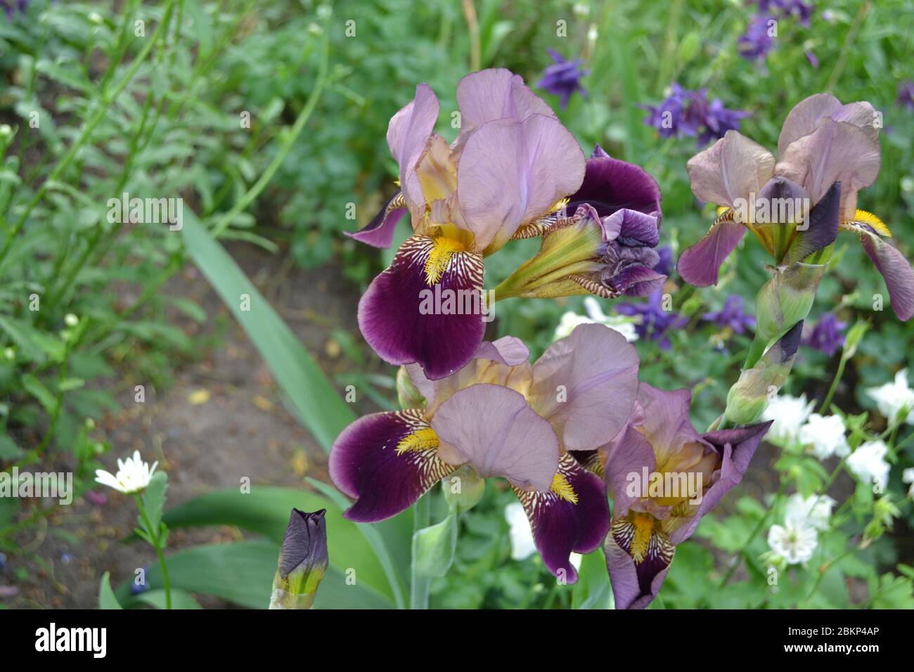 Iris. Perennial rhizomatous plant of the Iris family (Iridaceae). Home