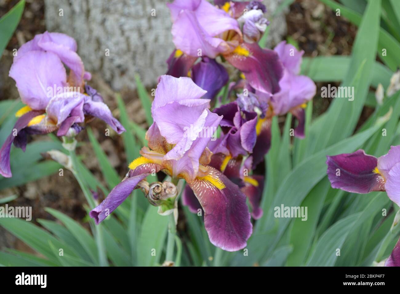 Home Garden Flower Bed Iris Perennial Rhizomatous Plant Of The Iris home-garden-flower-bed-iris-perennial-rhizomatous-plant-of-the-iris