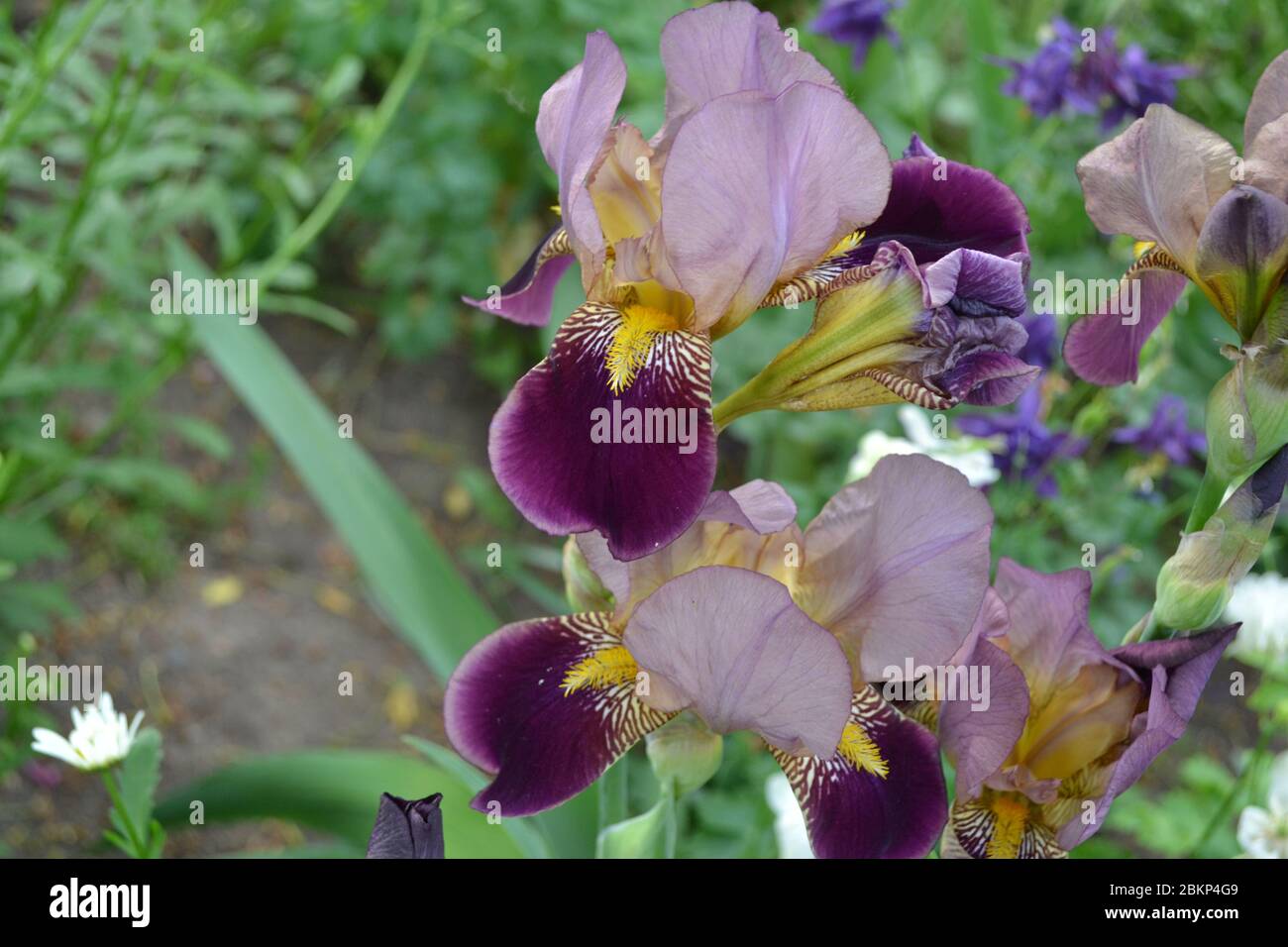 Iris Perennial Rhizomatous Plant Of The Iris Family Iridaceae Home free-plants-crossword-puzzle-by-teaching-simply-tpt